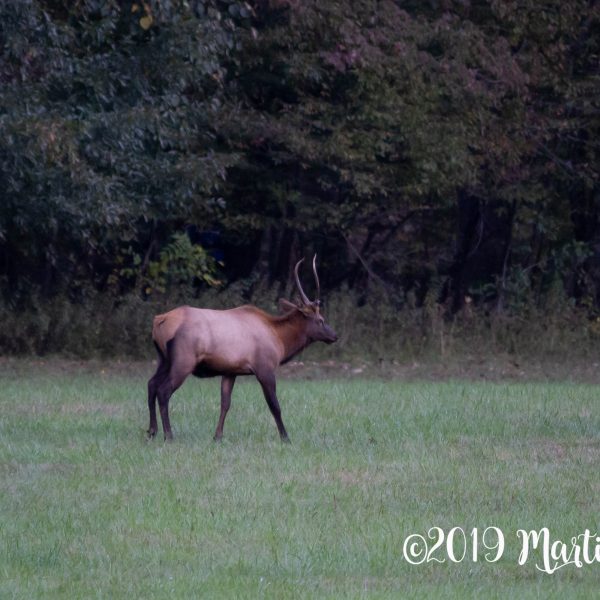 My First Elk